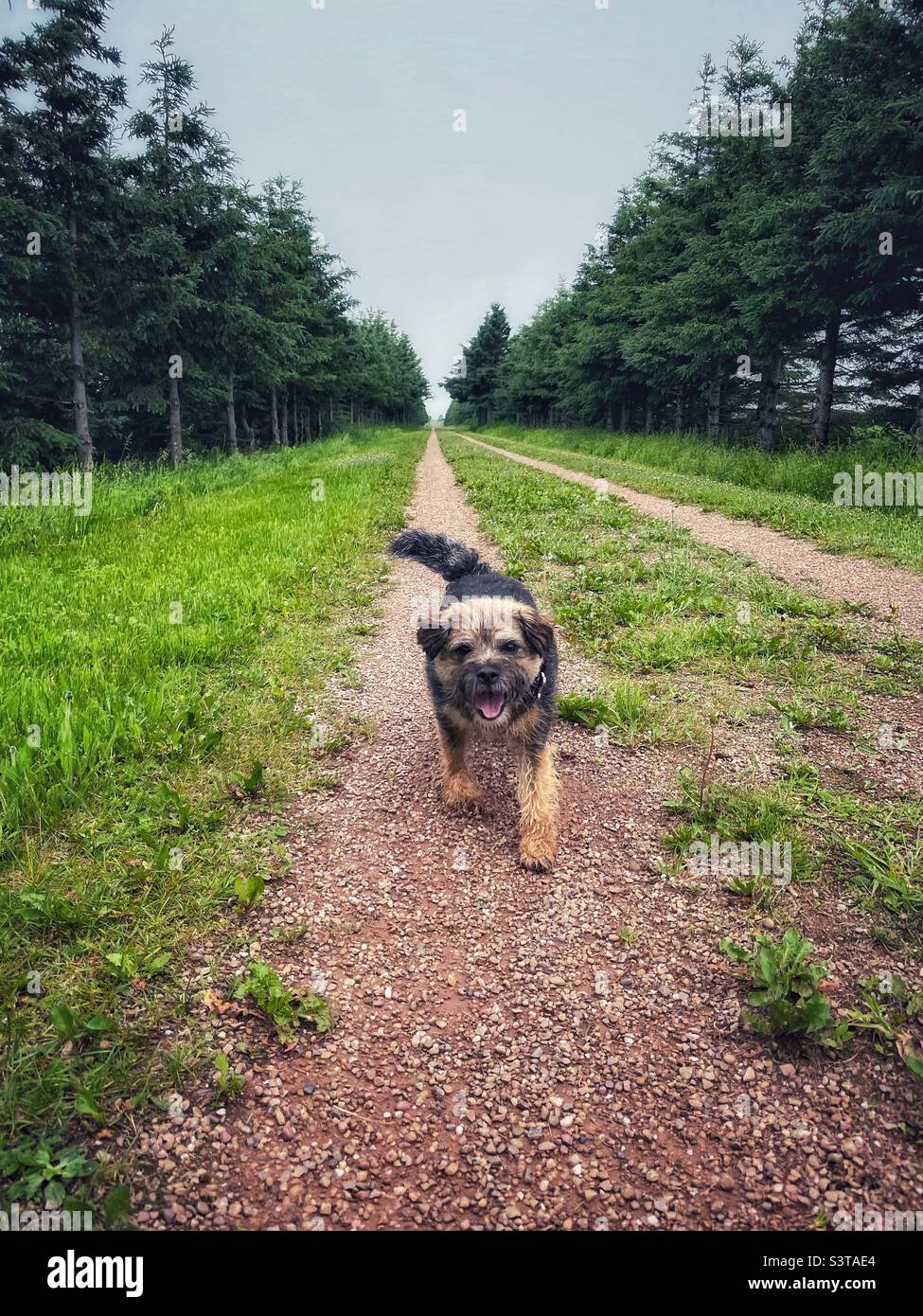 Giovane cane di frontiera terrier su un sentiero rurale. Foto Stock