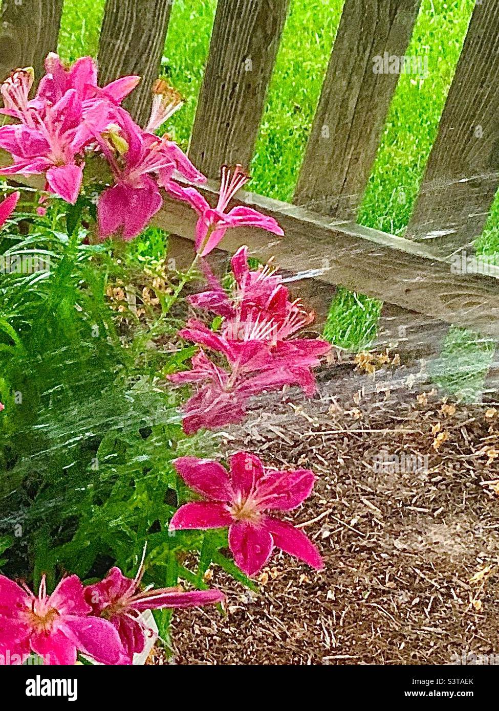 Annaffiatura di gigli rosa Foto Stock