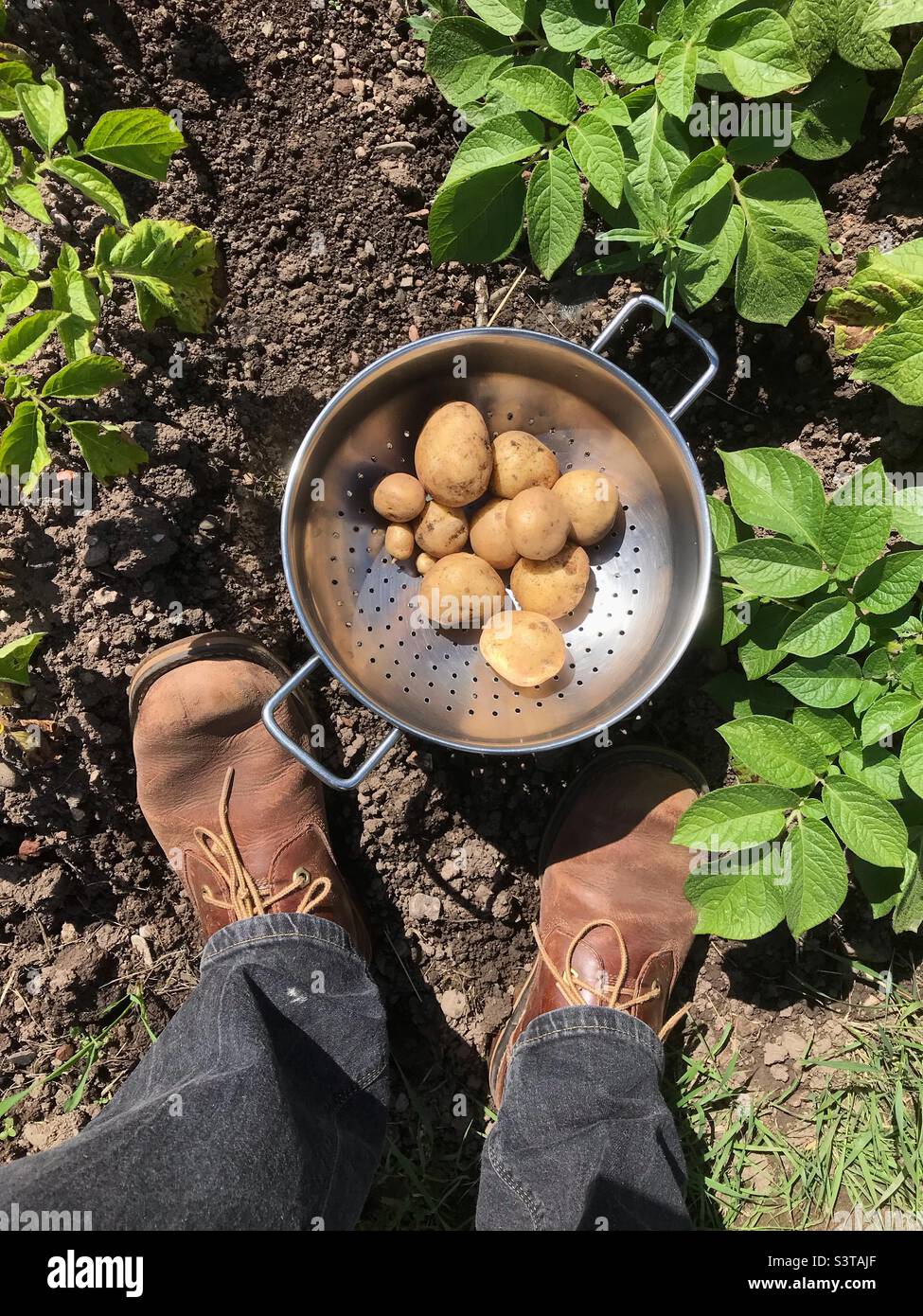 Le prime patate novelle dell'anno ad un'assegnazione del giardino nel Regno Unito giugno 2022 - Immagine stock catturata con smartphone