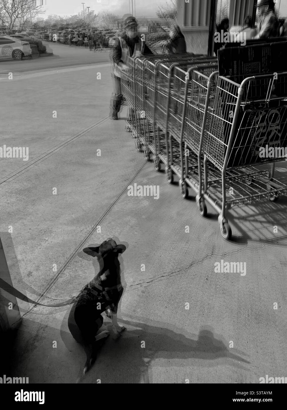 Il lavoratore maschio stava spingendo i carrelli di shopping verso uno spettatore mentre un Giwawa nero stava guardando al lavoratore ed era legato dalla colonna di costruzione sull'angolo in basso a sinistra della foto. Foto Stock