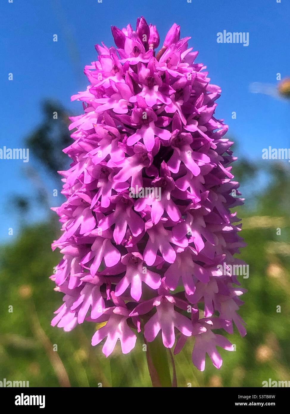 Orchidea piramidale (Melanargia galatea) sulla riserva naturale di St Catherine's Hill, Winchester, Hampshire, Regno Unito. Foto Stock