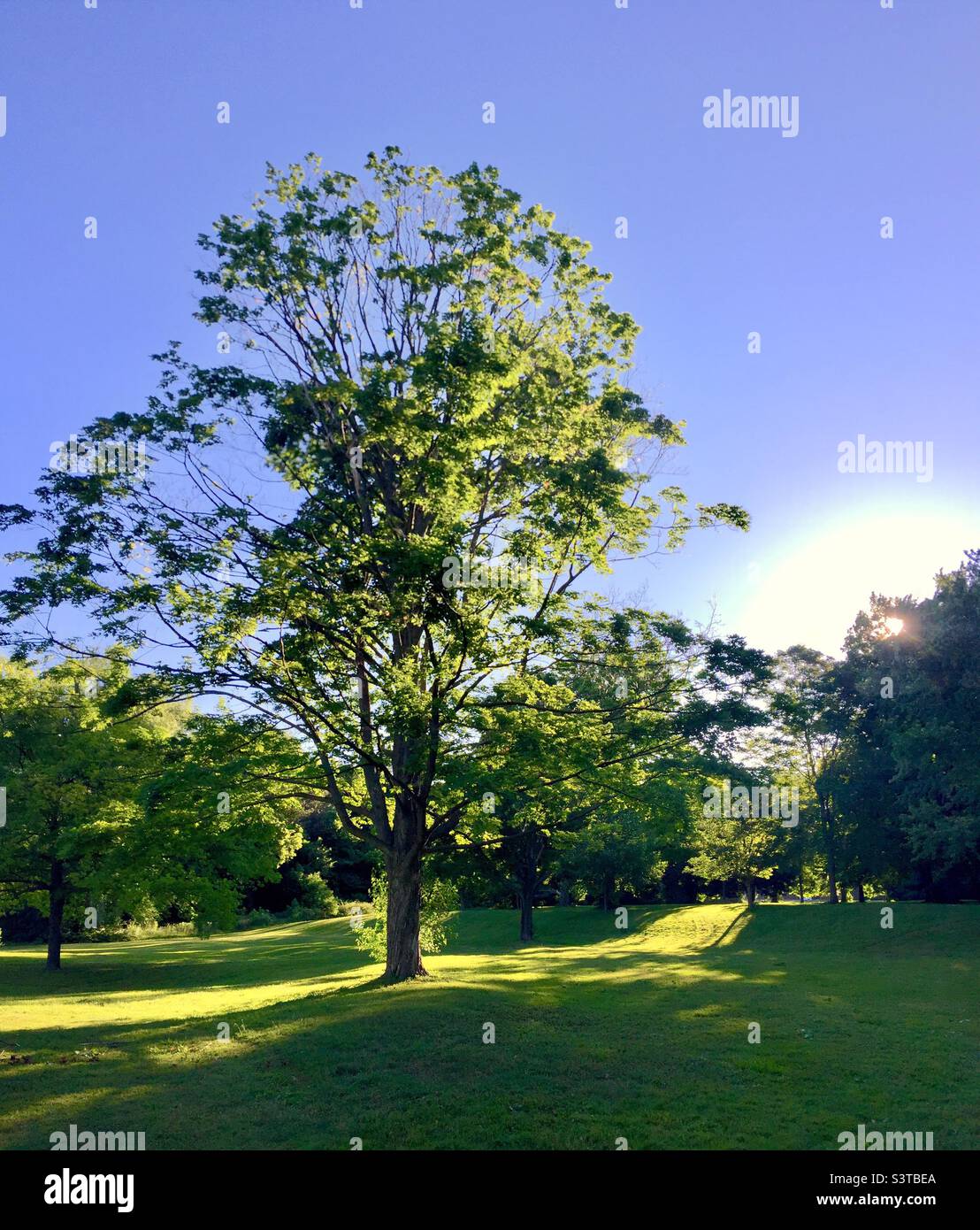 Alba in un parco incantevole, Ontario, Canada. La mattina mostra il giorno. Alberi maturi, luce croccante, sylvan impostazione. Inizia una splendida giornata. Foto Stock