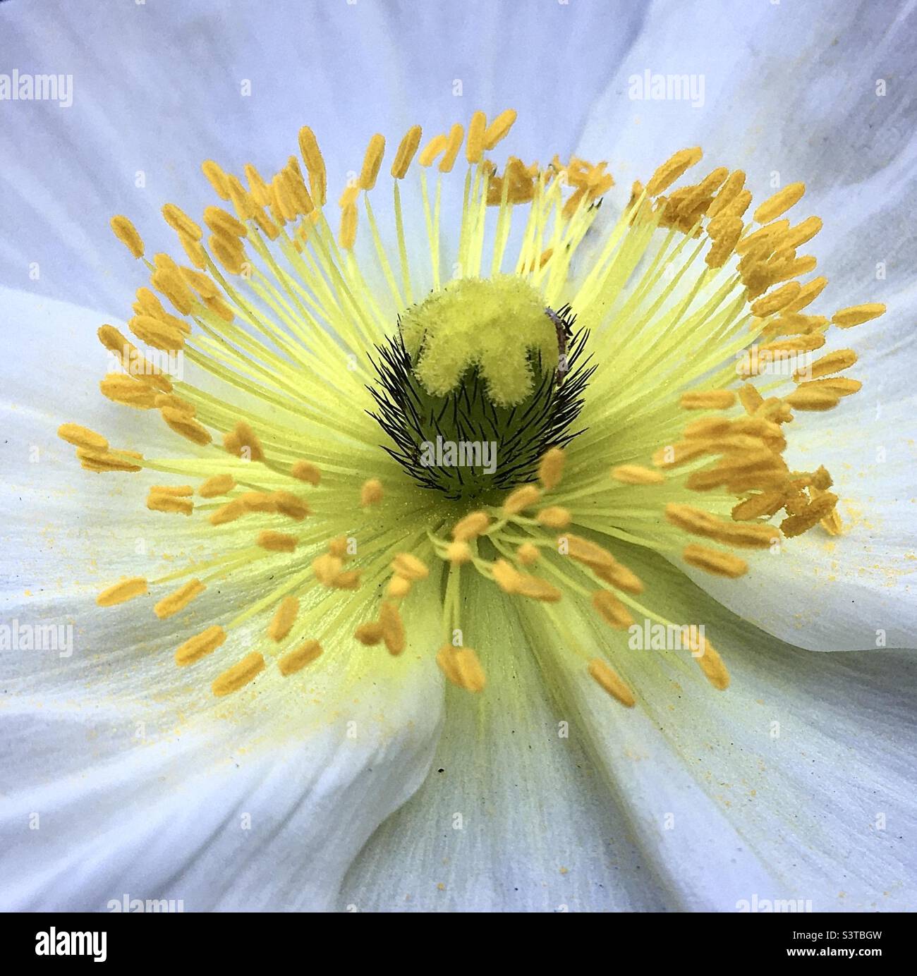 Papavero, bianco, giallo, verde, cerchio, design, natura, bellezza, chi, gioia Foto Stock