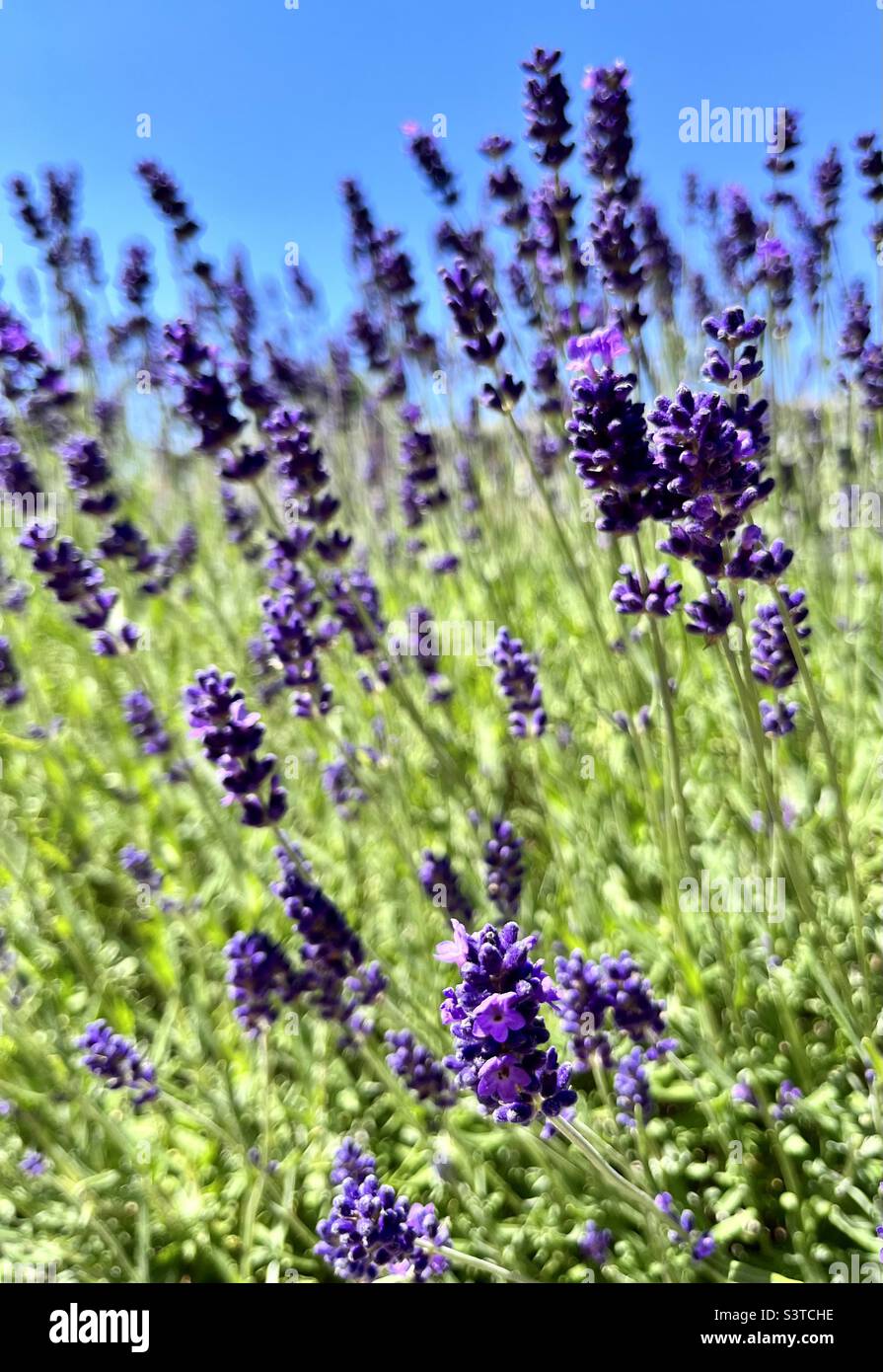 Lavanda - Immagine stock catturata con smartphone