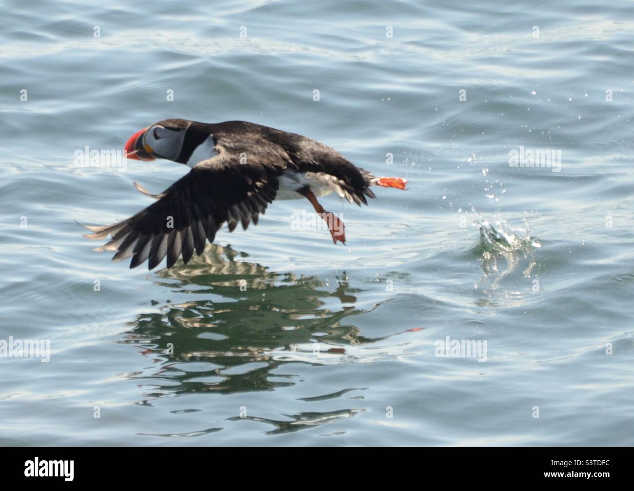 Puffin decollo dall'acqua nel Maine Foto Stock
