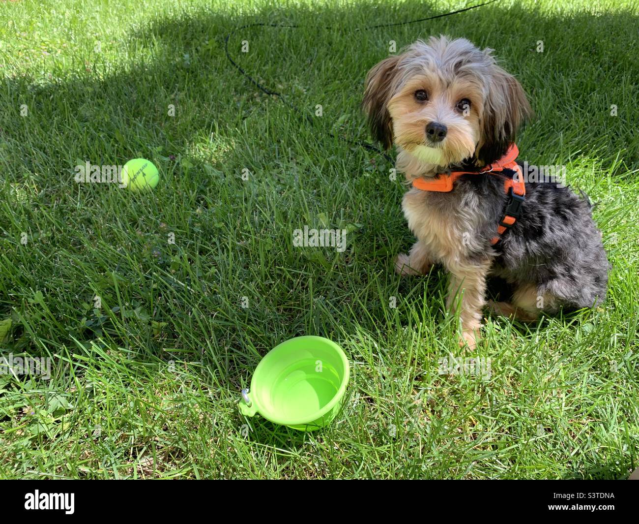 Cane Foto Stock