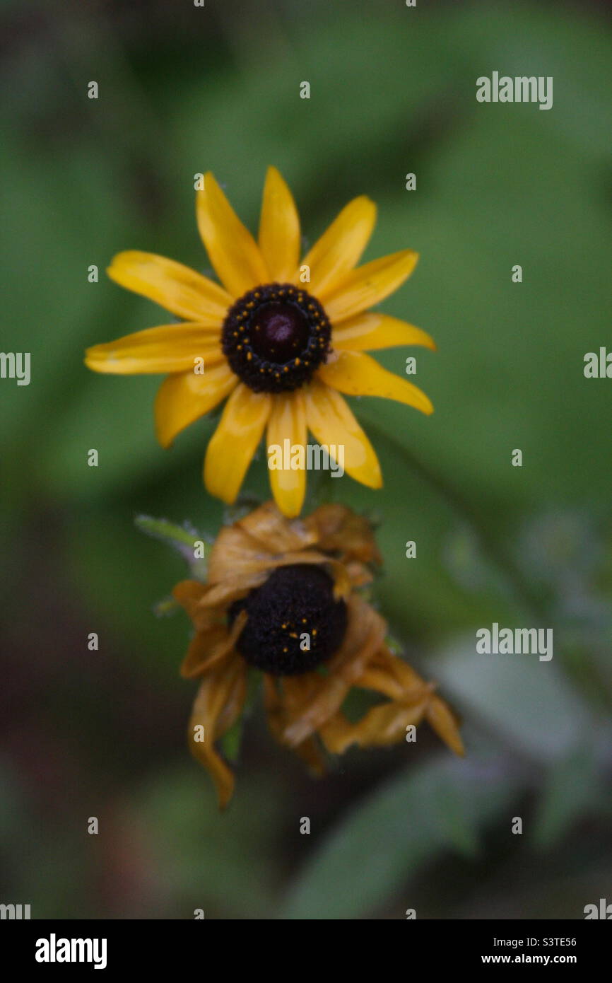 Vita e morte di un fiore Foto Stock