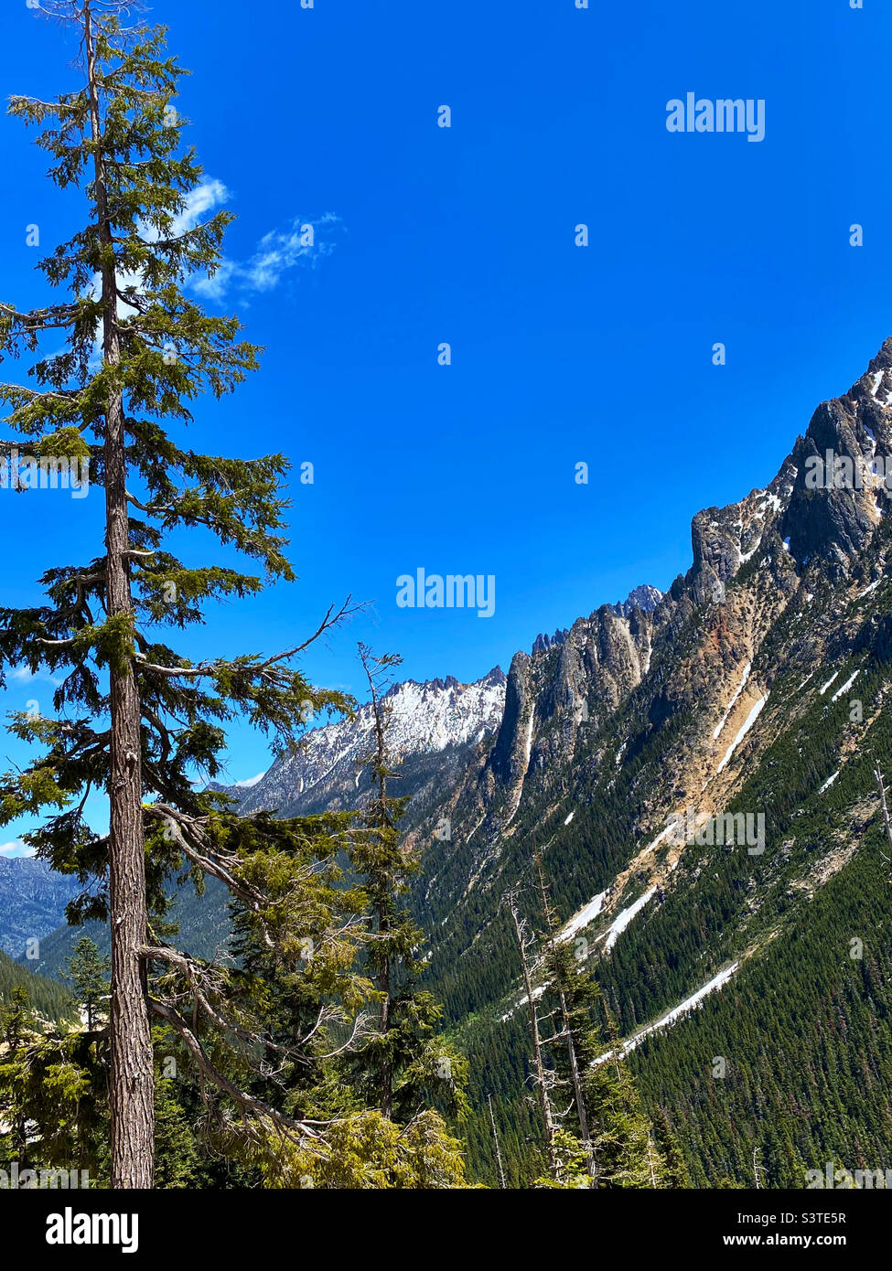 Cielo blu sulle montagne con albero sempreverde Foto Stock