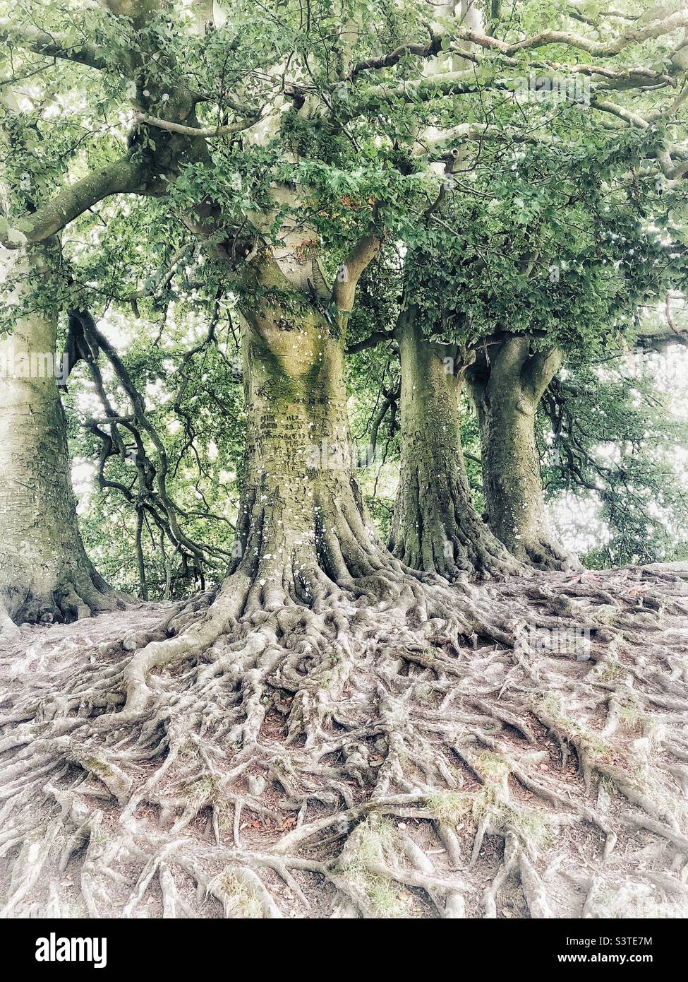 J.R.R Tolkien Trees Avebury Wiltshire ispirazione per il Walking Trees o Ents nel Signore degli anelli Foto Stock