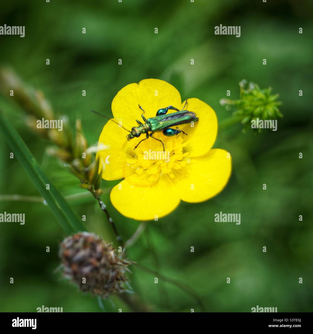 Gli insetti su un fiore Foto Stock