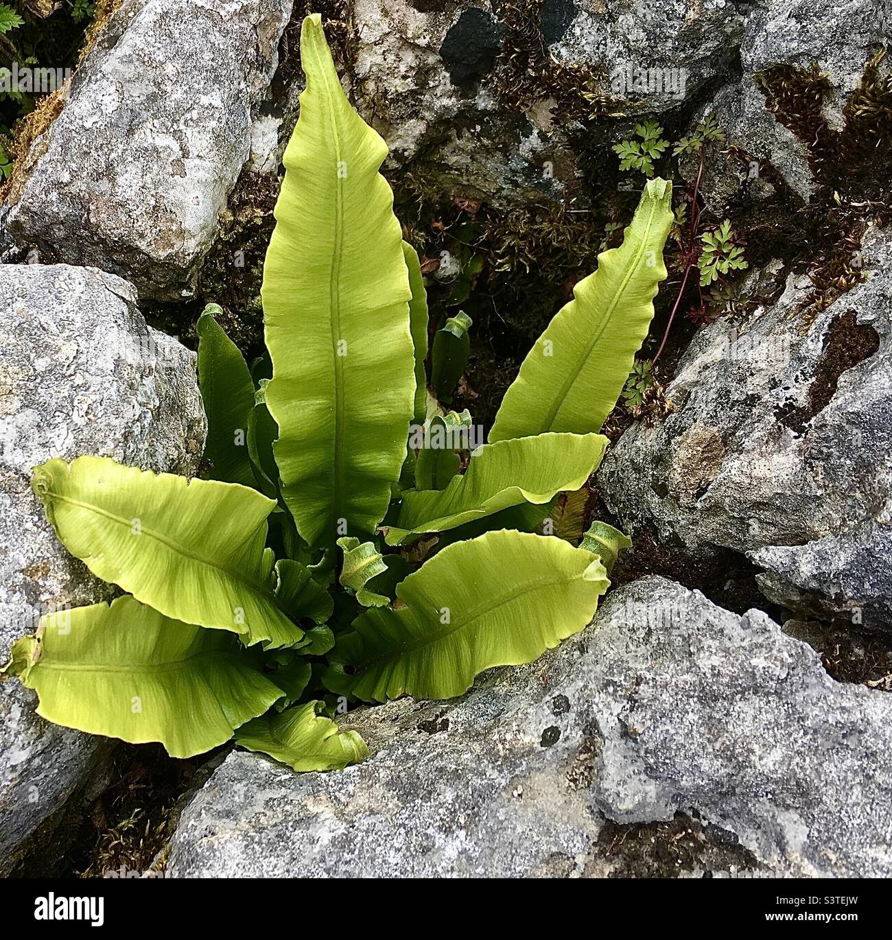 La lingua di HART Fern cresce e prospera in un marciapiede di pietra calcarea Gryke. Foto Stock