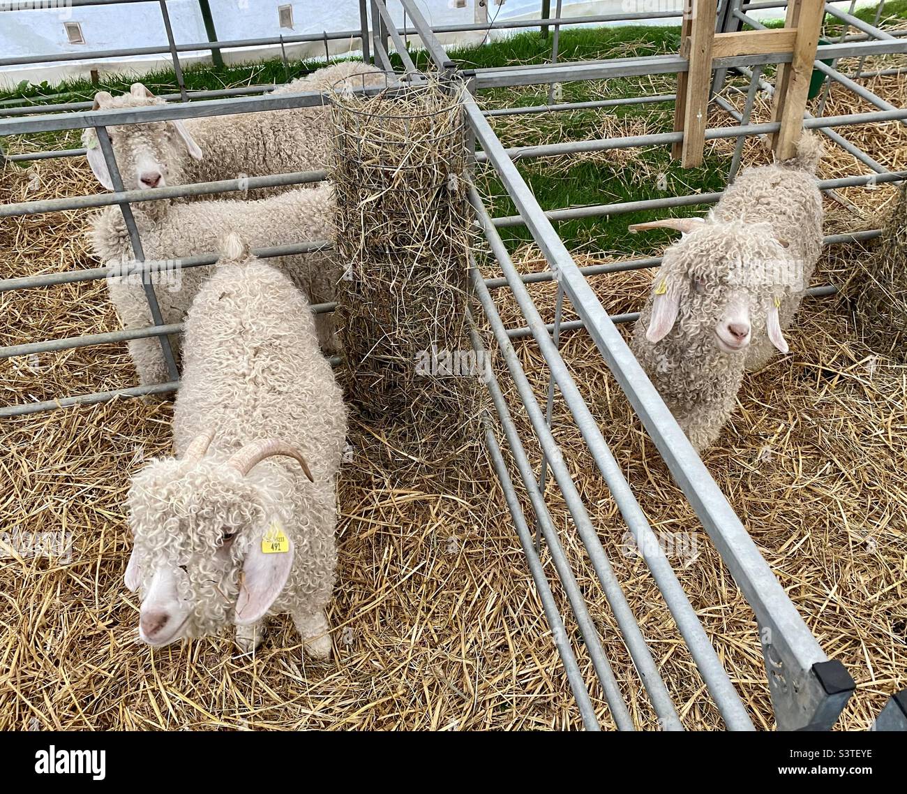 Le capre di Angora alle tre contee mostrano 2022 Foto Stock