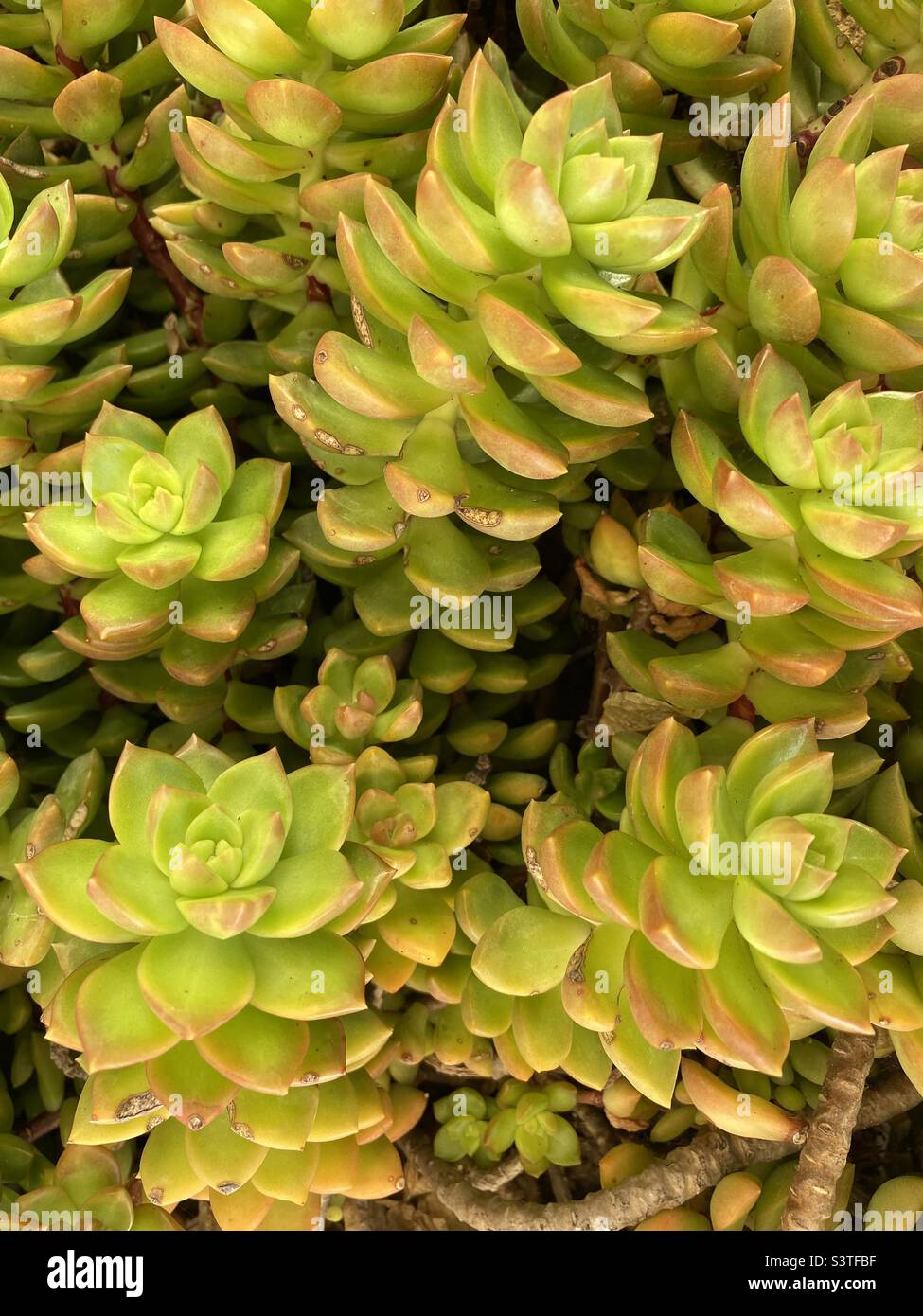 Sfondo di sedum dorato Foto Stock