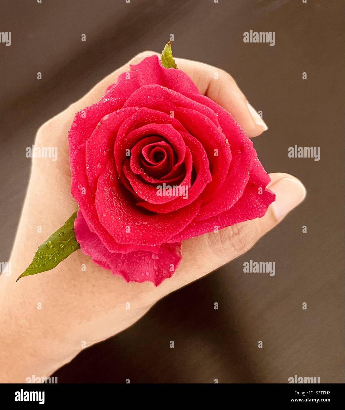 Mano che tiene rose rosse con gocce d'acqua .. Foto Stock