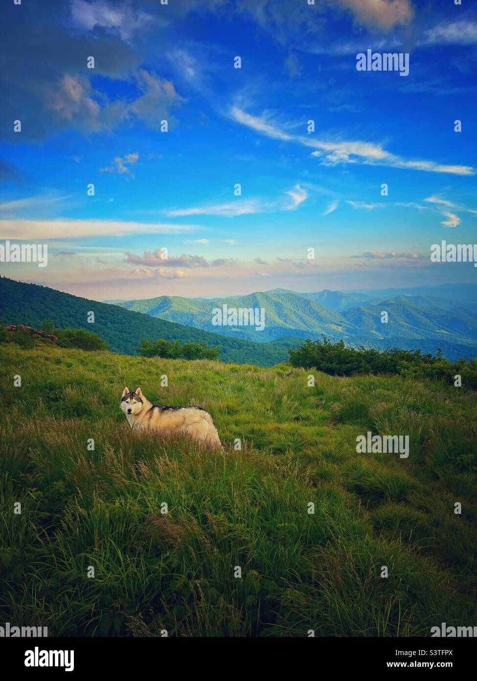 Un Husky in un campo di montagna al tramonto Foto Stock