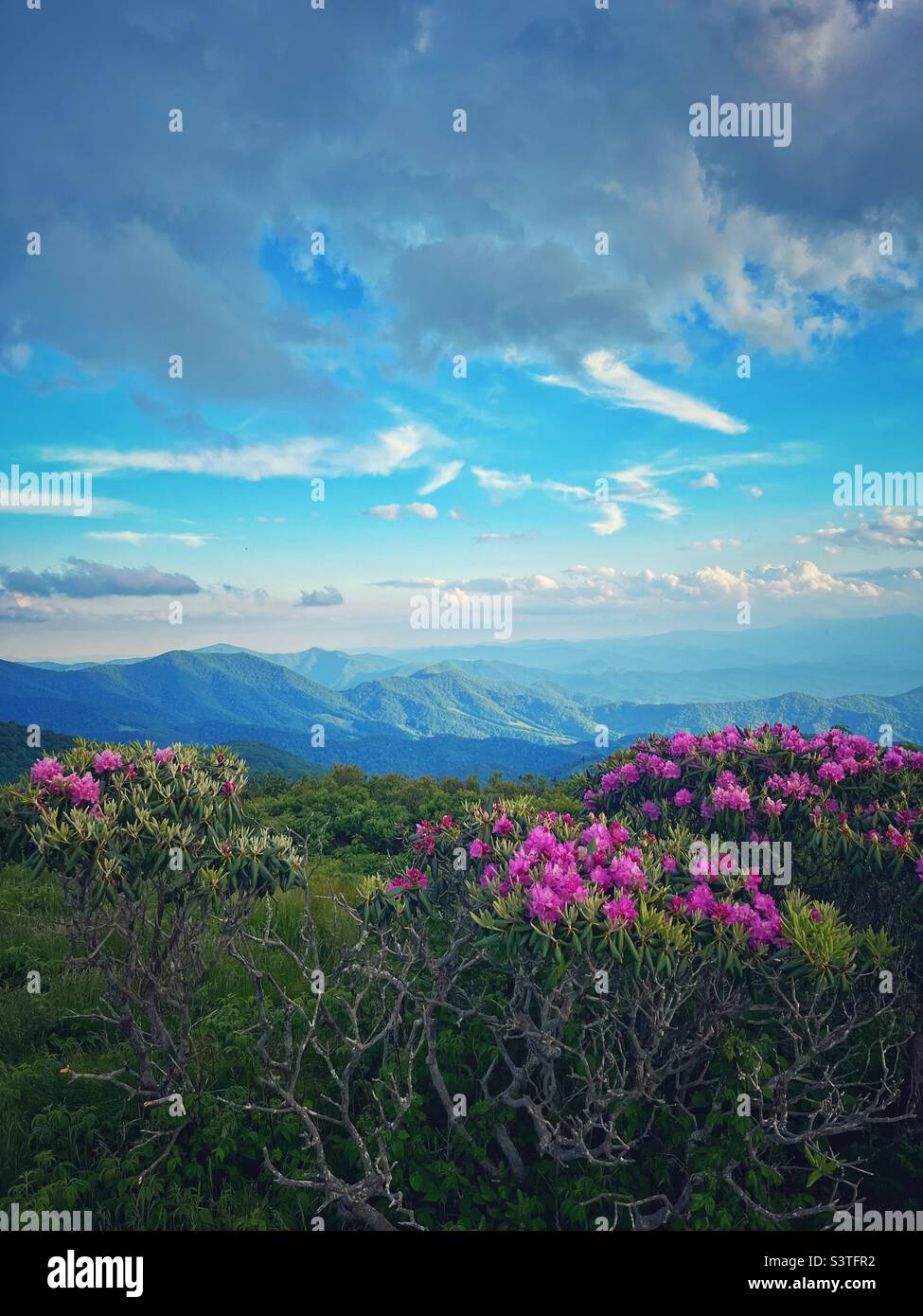 Rhododendron Blooms con scenografico sfondo di montagna Foto Stock