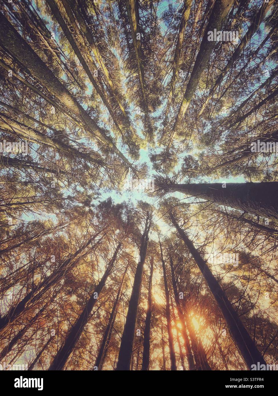 Guardando in su agli alberi di pino di abete rosso con il sole che brilla attraverso Foto Stock