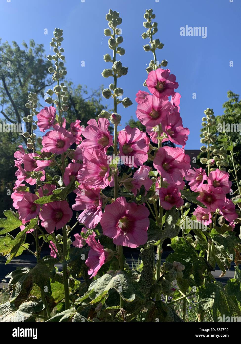 Fiori rosa hollyhock che crescono selvaggi Foto Stock