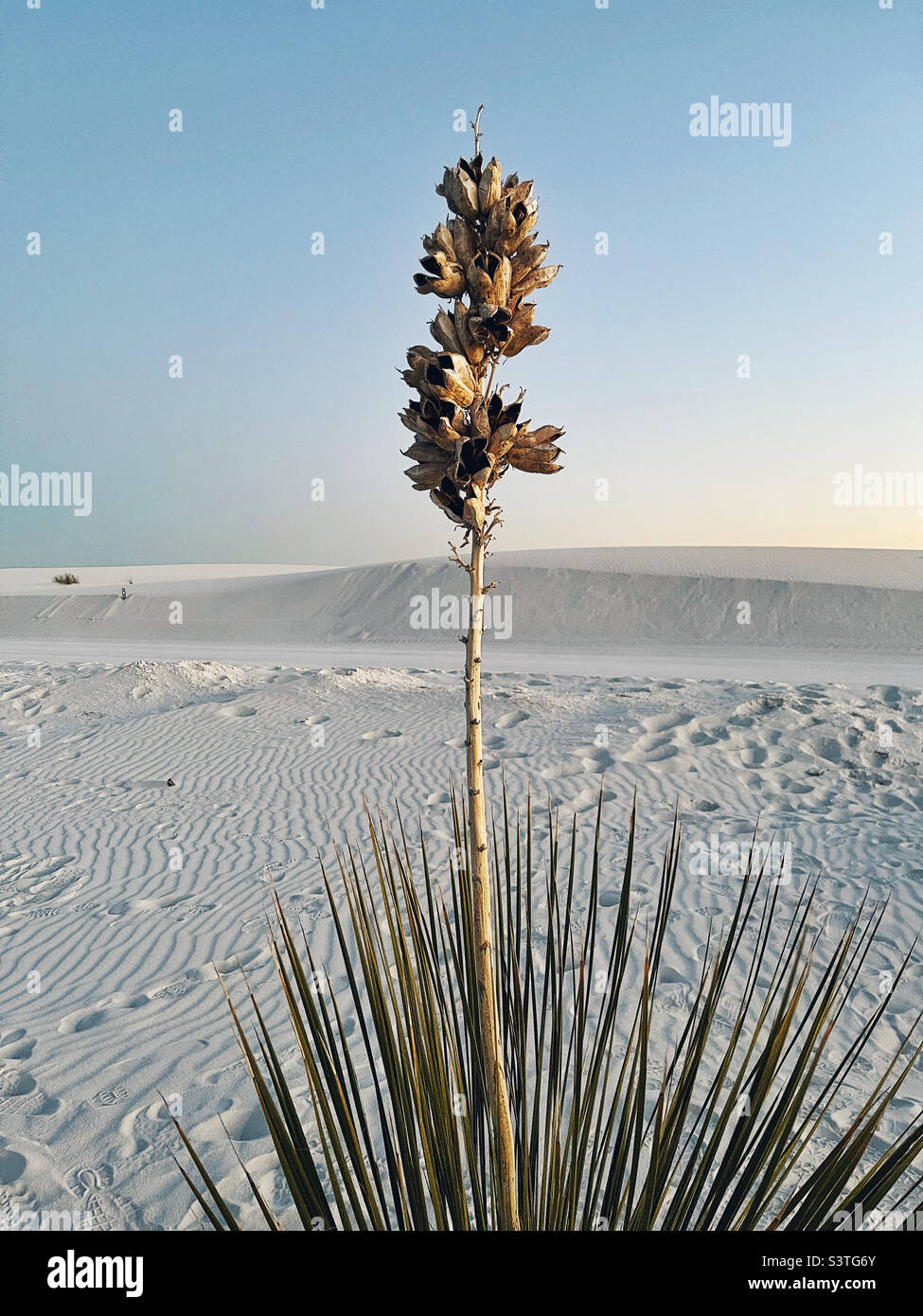 yucca pianta a sabbia bianca Foto Stock