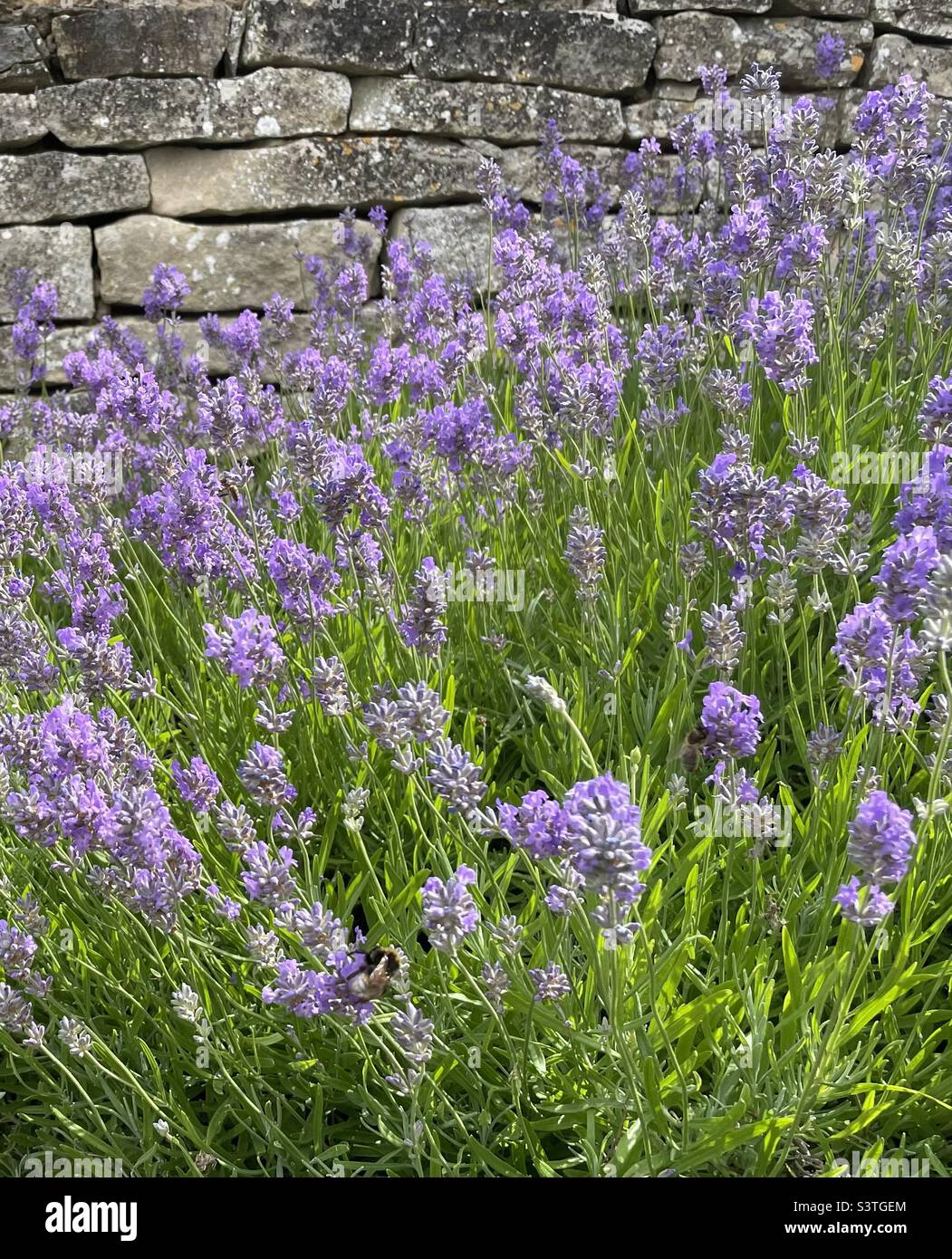 Lavanda Cotswold contro muro di pietra Foto Stock