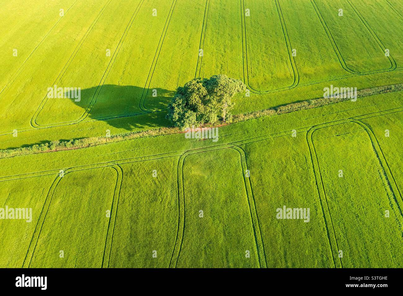 Alberi e modelli di trattore Foto Stock