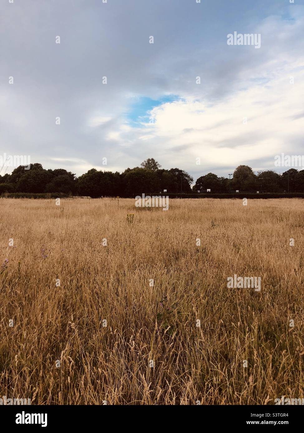 Scena estiva in un parco a ovest di Londra - Immagine stock catturata con smartphone