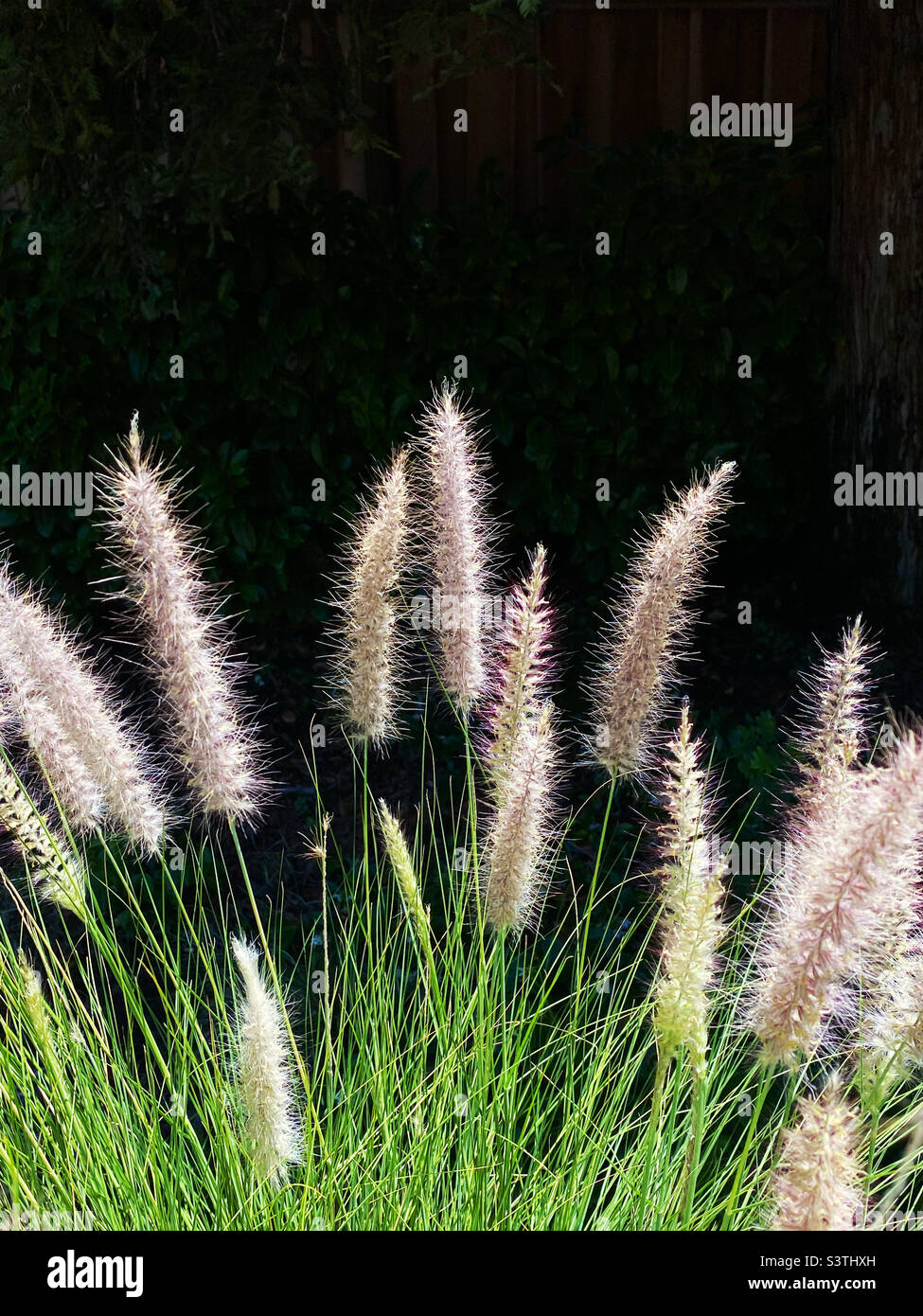 Testa di seme di erba su sfondo scuro Foto Stock