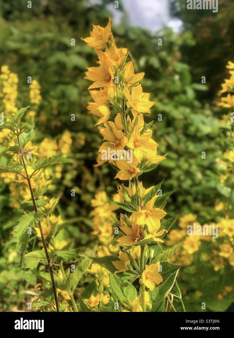Yellow Loosestrife flowers (Lysimmachia vulgaris) location: Knowle Park, Fair Oak, Hampshire Regno Unito Foto Stock
