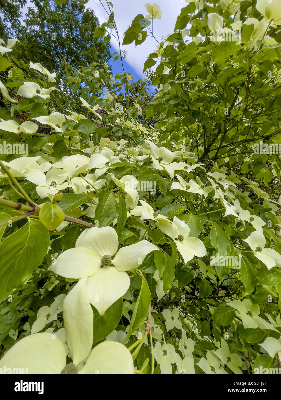 Cremoso bianco bratti di Cornus capitata anche noto come Himalayan sempreverde dogwood. - Immagine stock catturata con smartphone