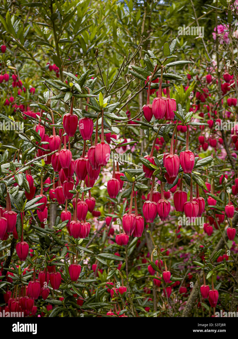 I fiori rossi di Crinodendron hookerianum, comunemente noto all'albero della lanterna. - Immagine stock catturata con smartphone