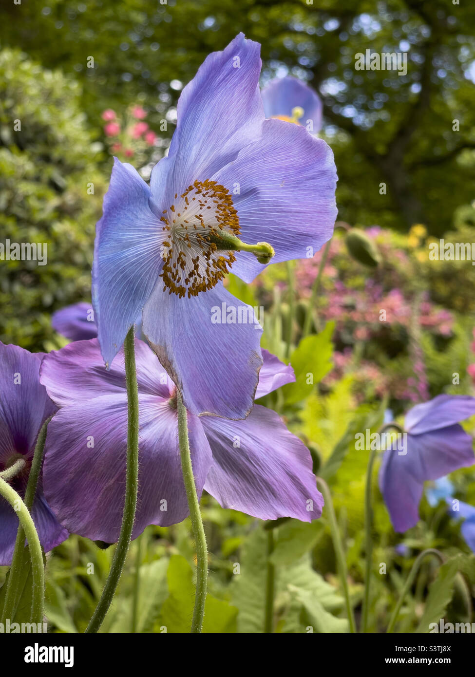 Primo piano di un unico Meconopsis betonicifolia comunemente noto come Himalayan papaveri blu che crescono in un giardino britannico. - Immagine stock catturata con smartphone