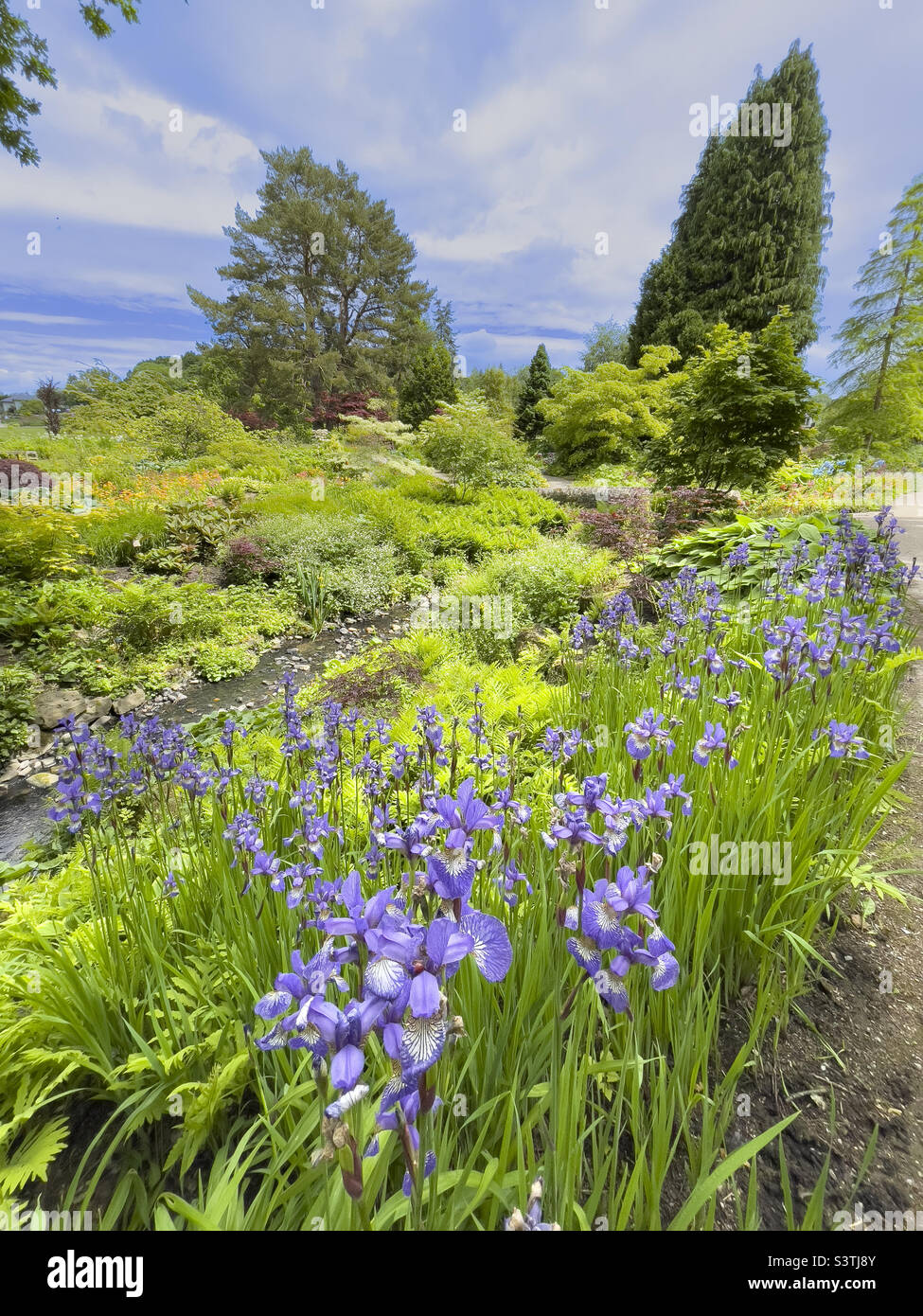 Viola Iris Siberian crescere in un giardino Regno Unito con ruscello - Immagine stock catturata con smartphone