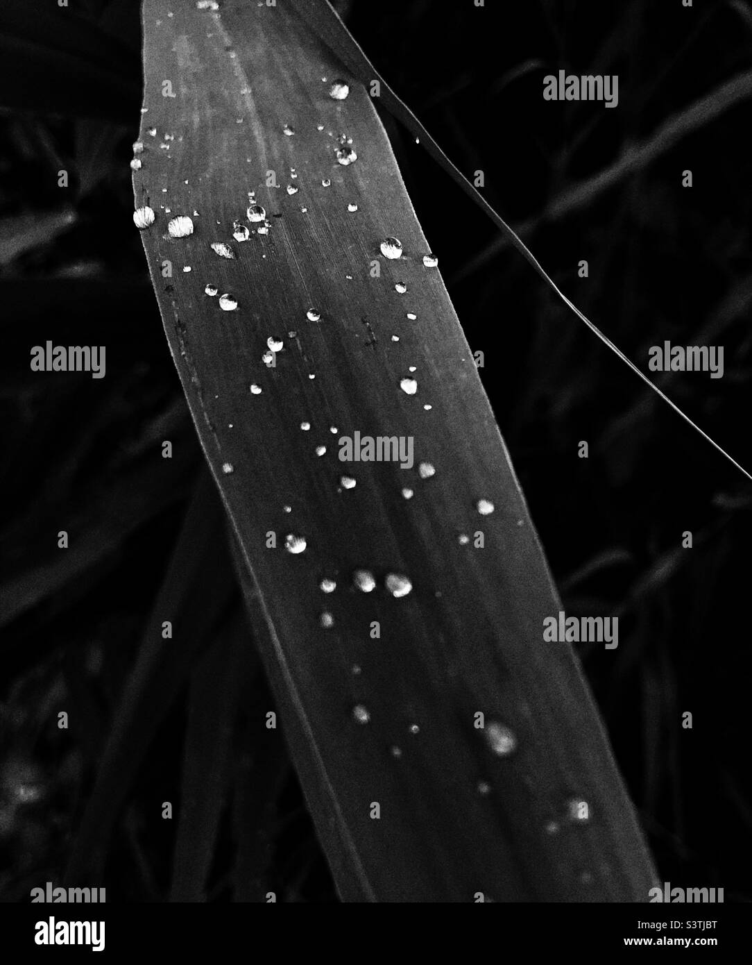 Immagine astratta in bianco e nero di un'erba con gocce di pioggia su di essa Foto Stock