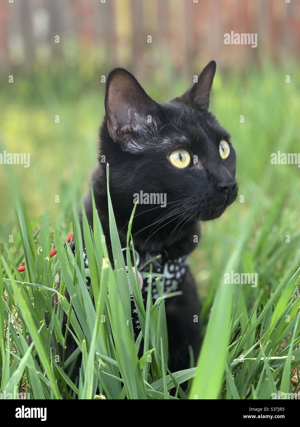 Gatto nero in erba verde alta Foto Stock