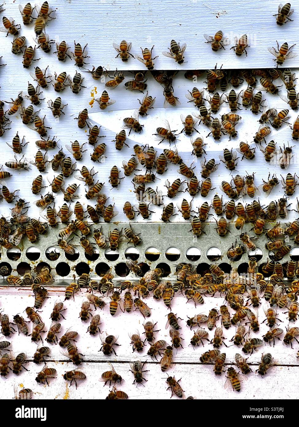 Api di miele che lavorano là hive - Immagine stock catturata con smartphone