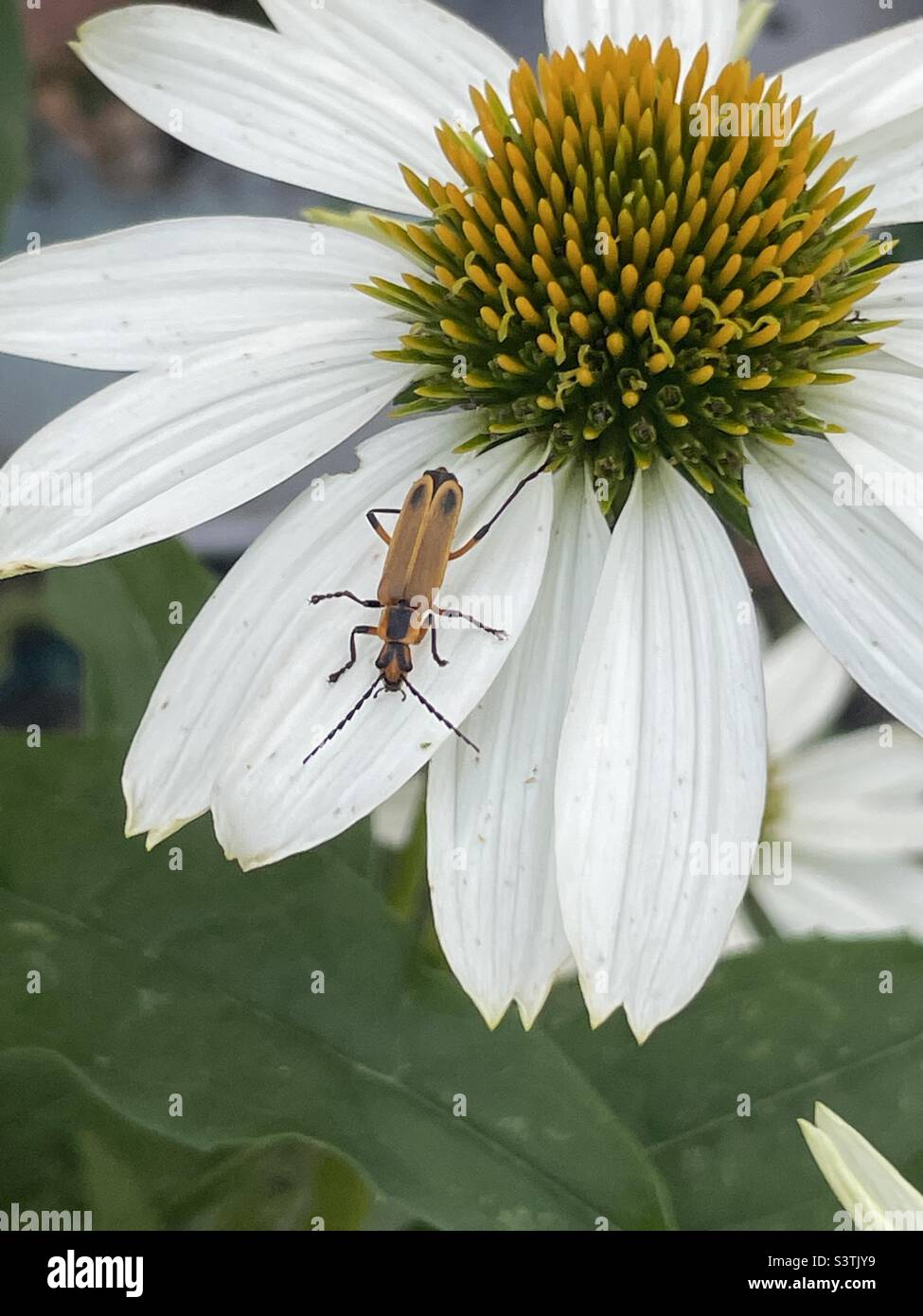 Bug sul fiore Foto Stock