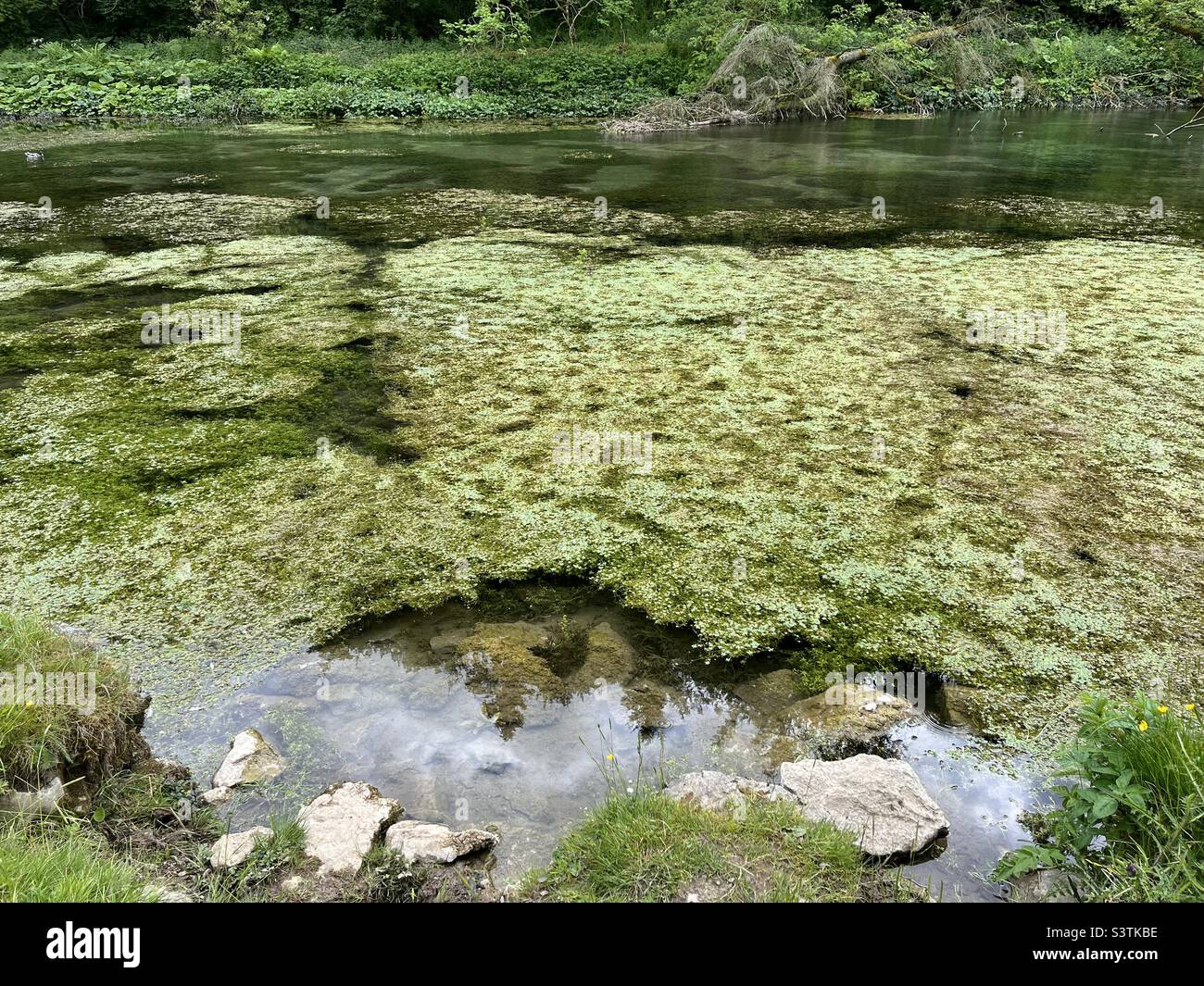 Piante che crescono nel fiume Lathkill, Lathkill Dale, Peak District Foto Stock