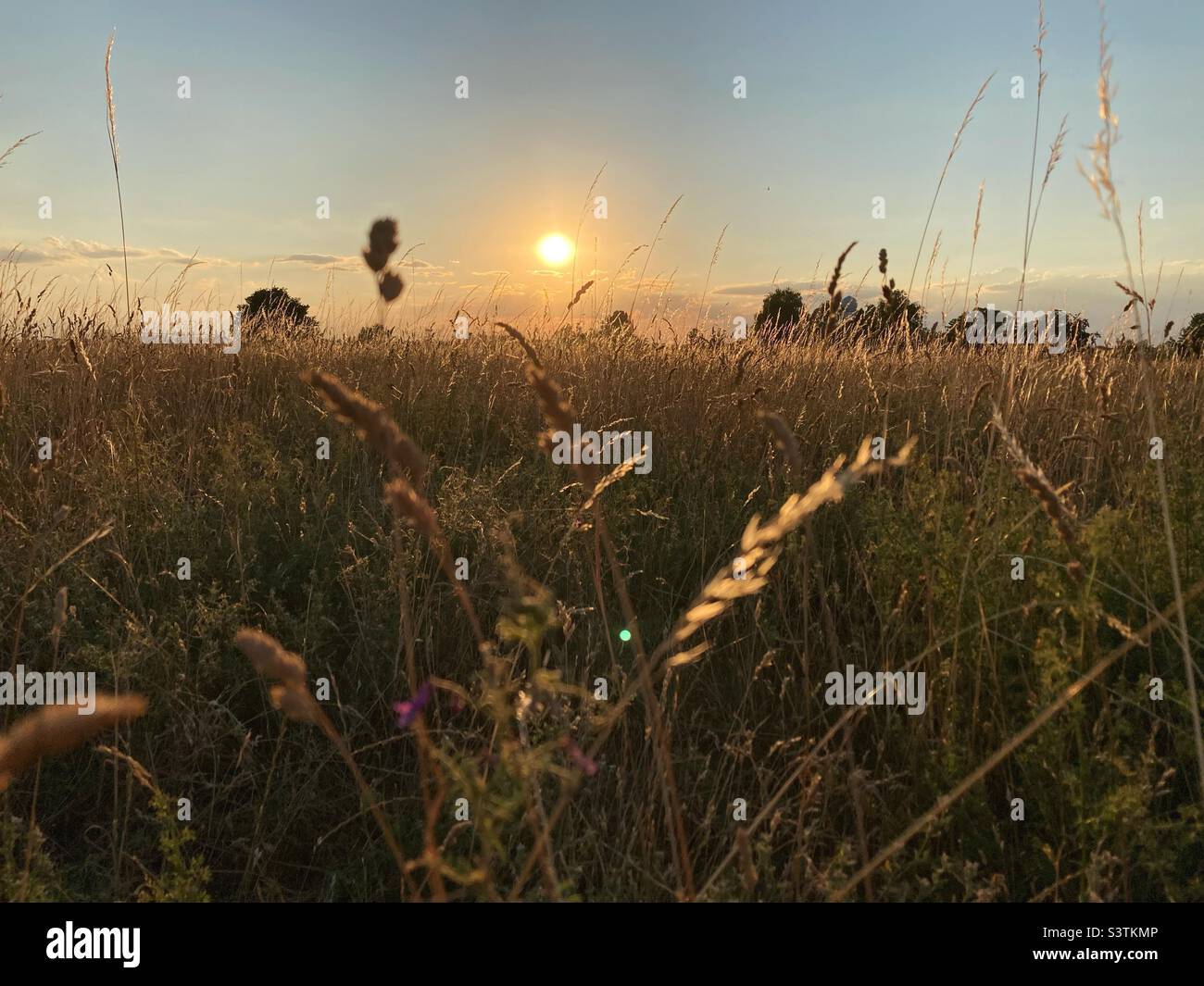 Tramonto sull'aeroporto Tempelhof nel mese di luglio, Berlino, Germania Foto Stock