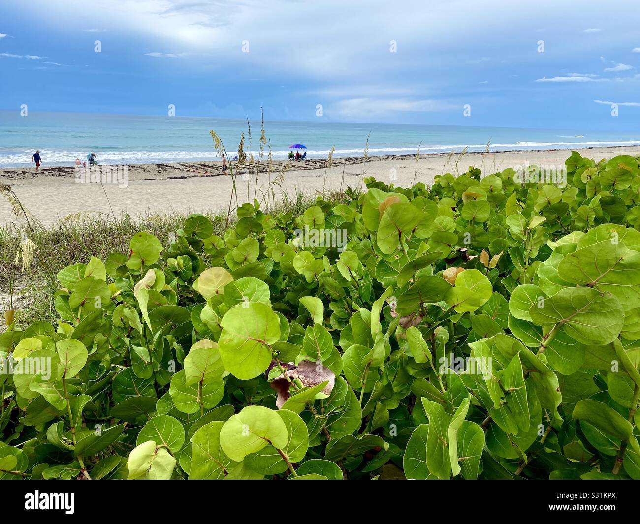 Hutchinson Island, Stuart, Florida. Vista panoramica dall'erba di avena alla spiaggia e alle onde dell'oceano. Foto Stock