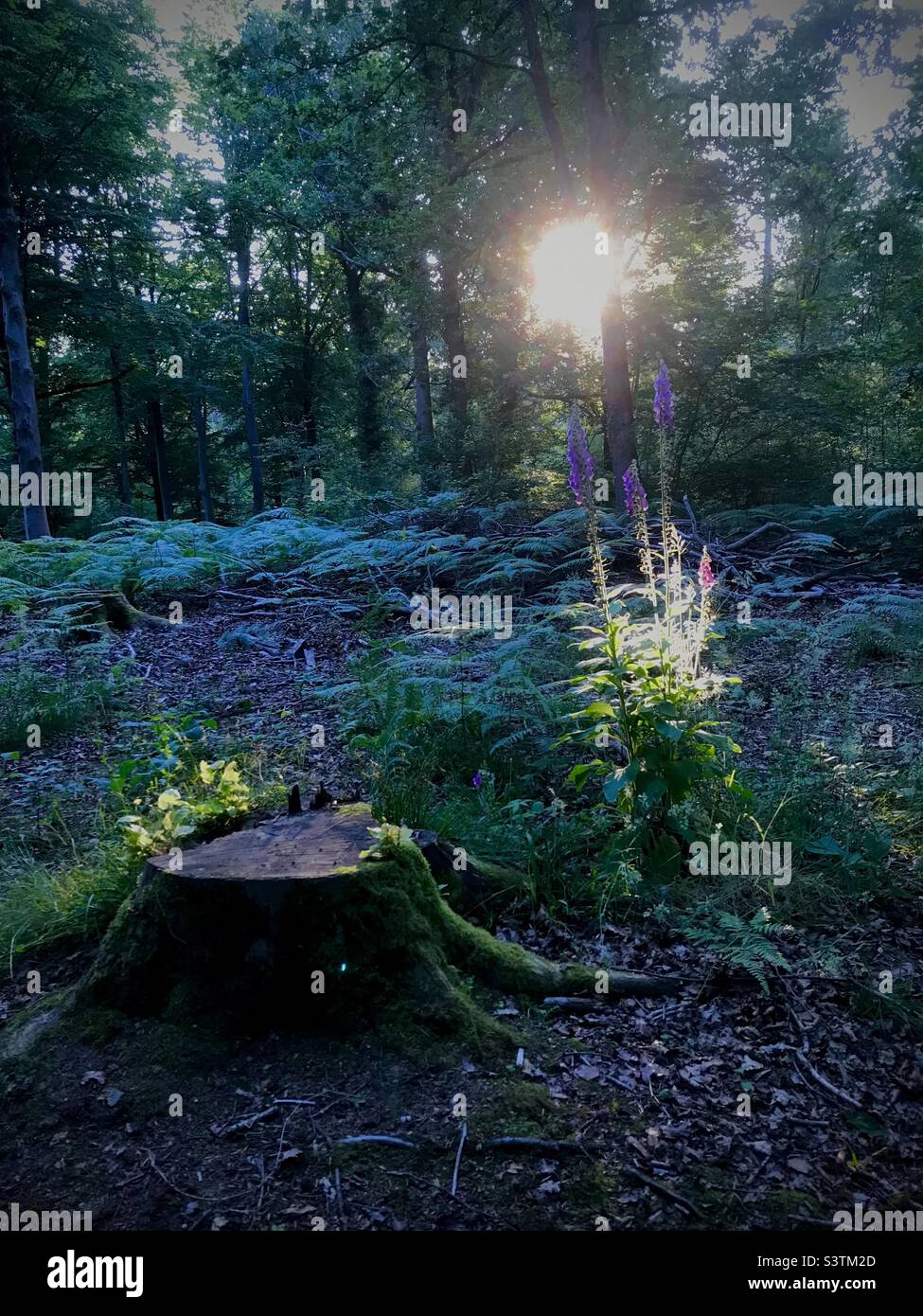 Domenica sera Woodland Foto Stock