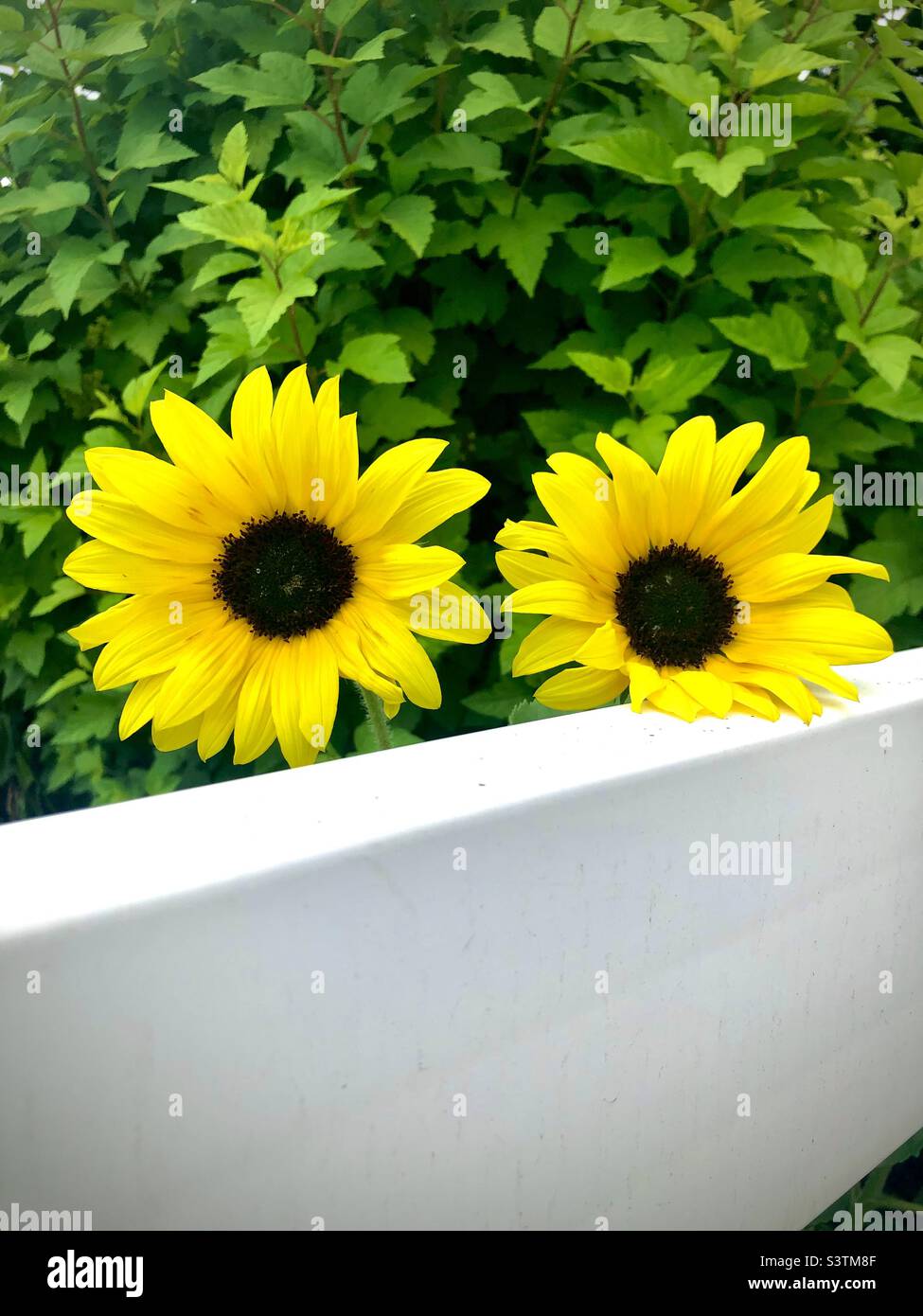 Bellissimi girasoli luminosi nel giardino estivo Foto Stock