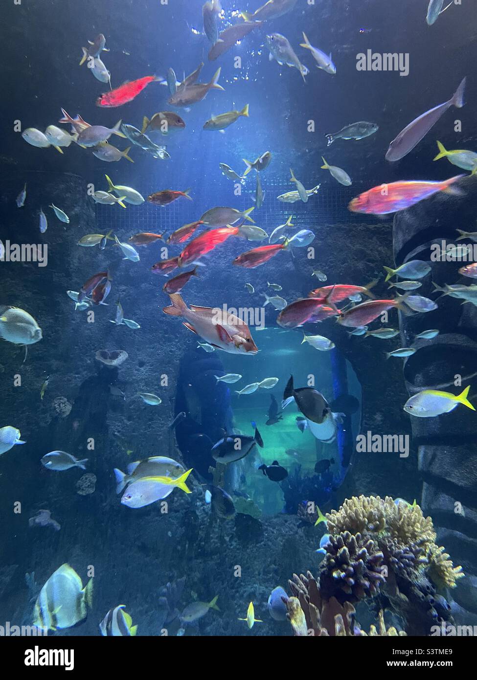 Basta continuare a nuotare. Vari pesci colorati di acqua salata nuotano in acquario Foto Stock