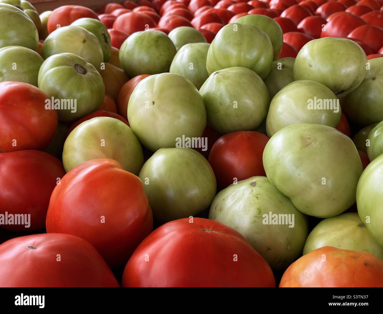 Pomodori verdi e rossi in un punto di produzione. Foto Stock
