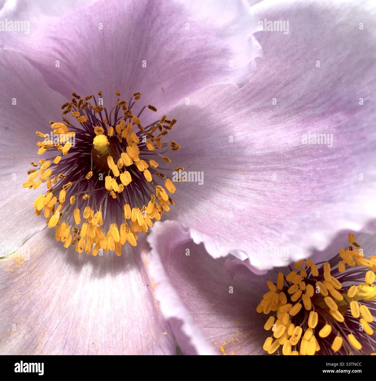 Papaveri, viola, giallo, bianco, bellezza, natura, Foto Stock