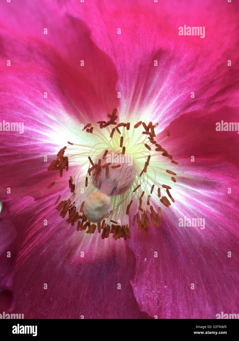 Papavero, rosa, luce solare, bianco, bellezza, natura Foto Stock