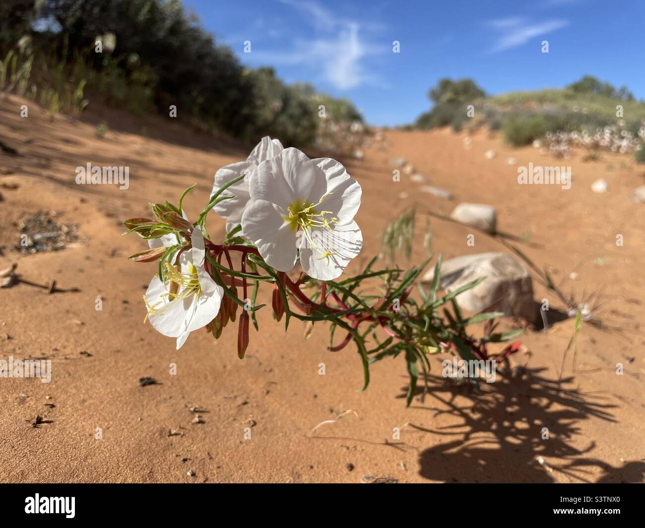 Primrose selvatiche che fioriscono lungo il sentiero escursionistico a Moab, Utah Foto Stock