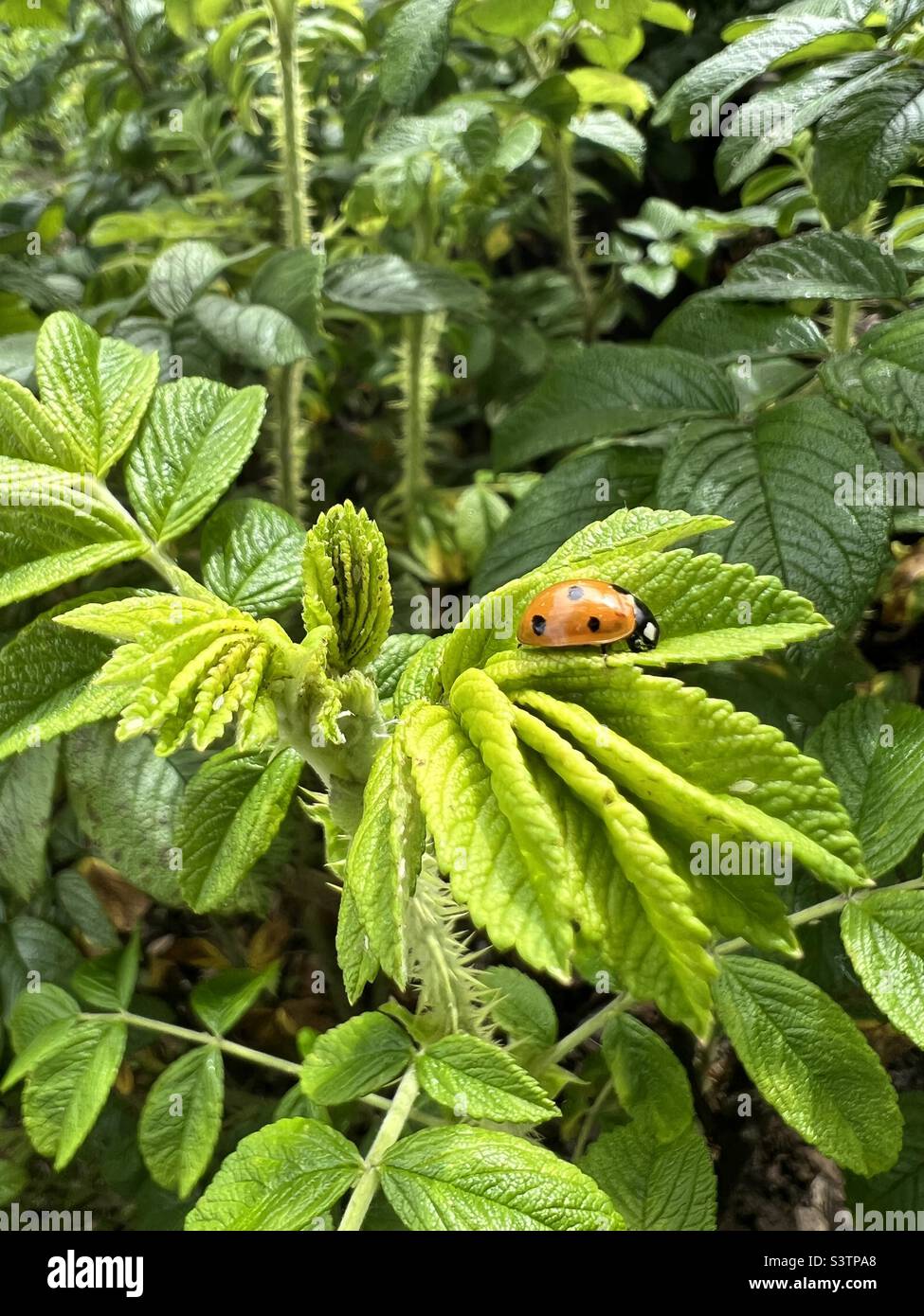 Lady bug Foto Stock