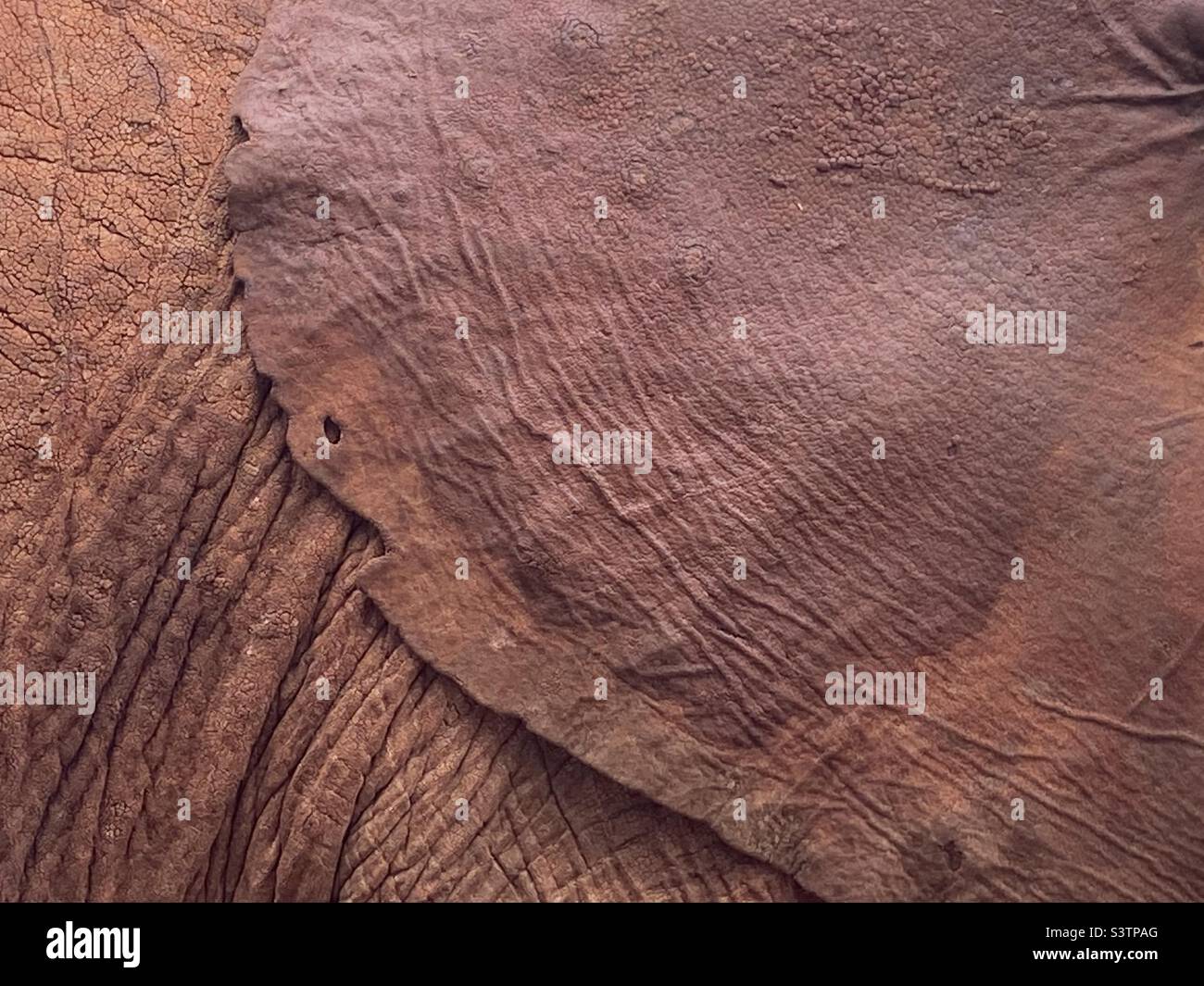 Orecchio elefante africano - Immagine stock catturata con smartphone