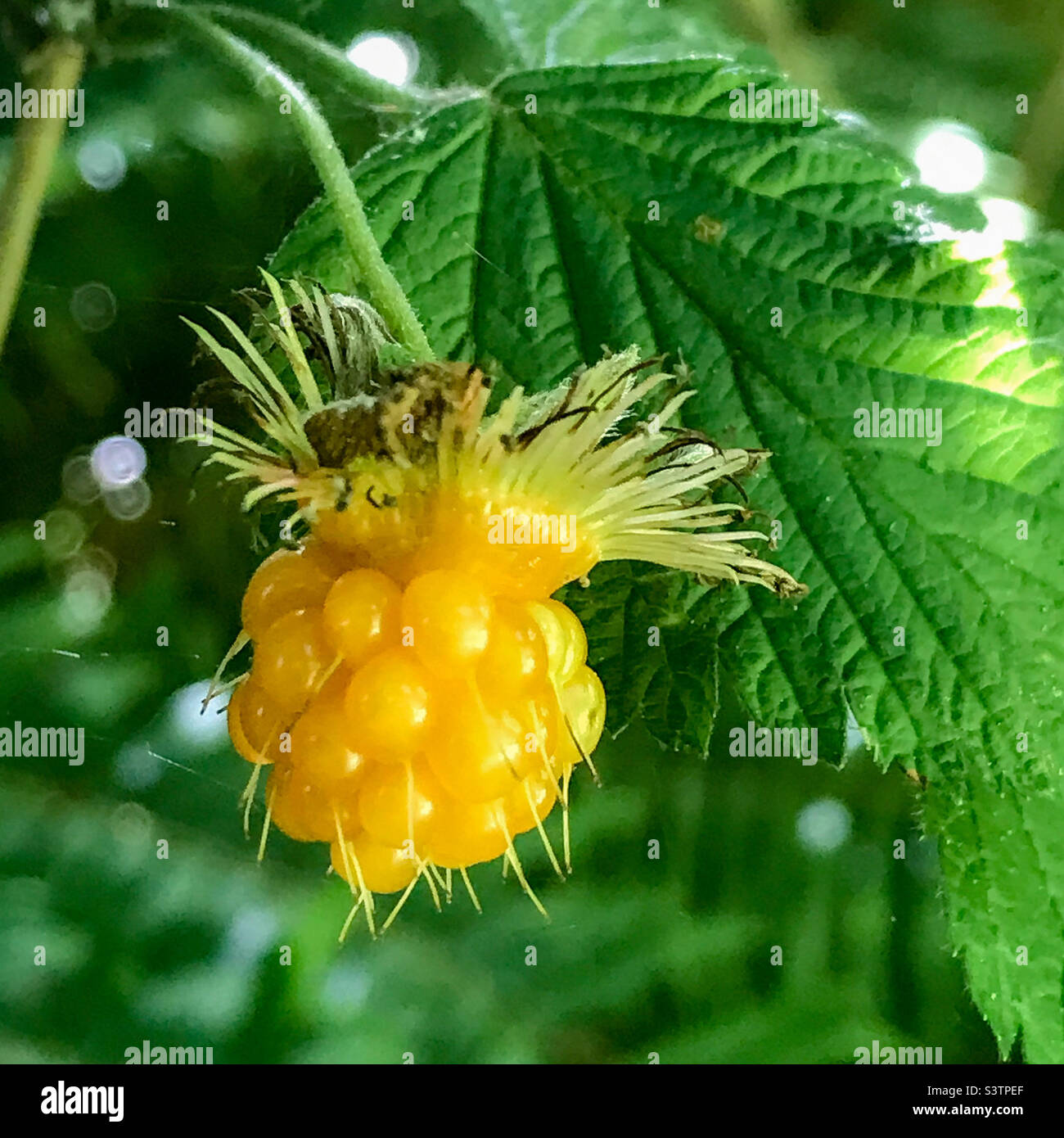 Salmonberry rubus spectabilis immagini e fotografie stock ad alta