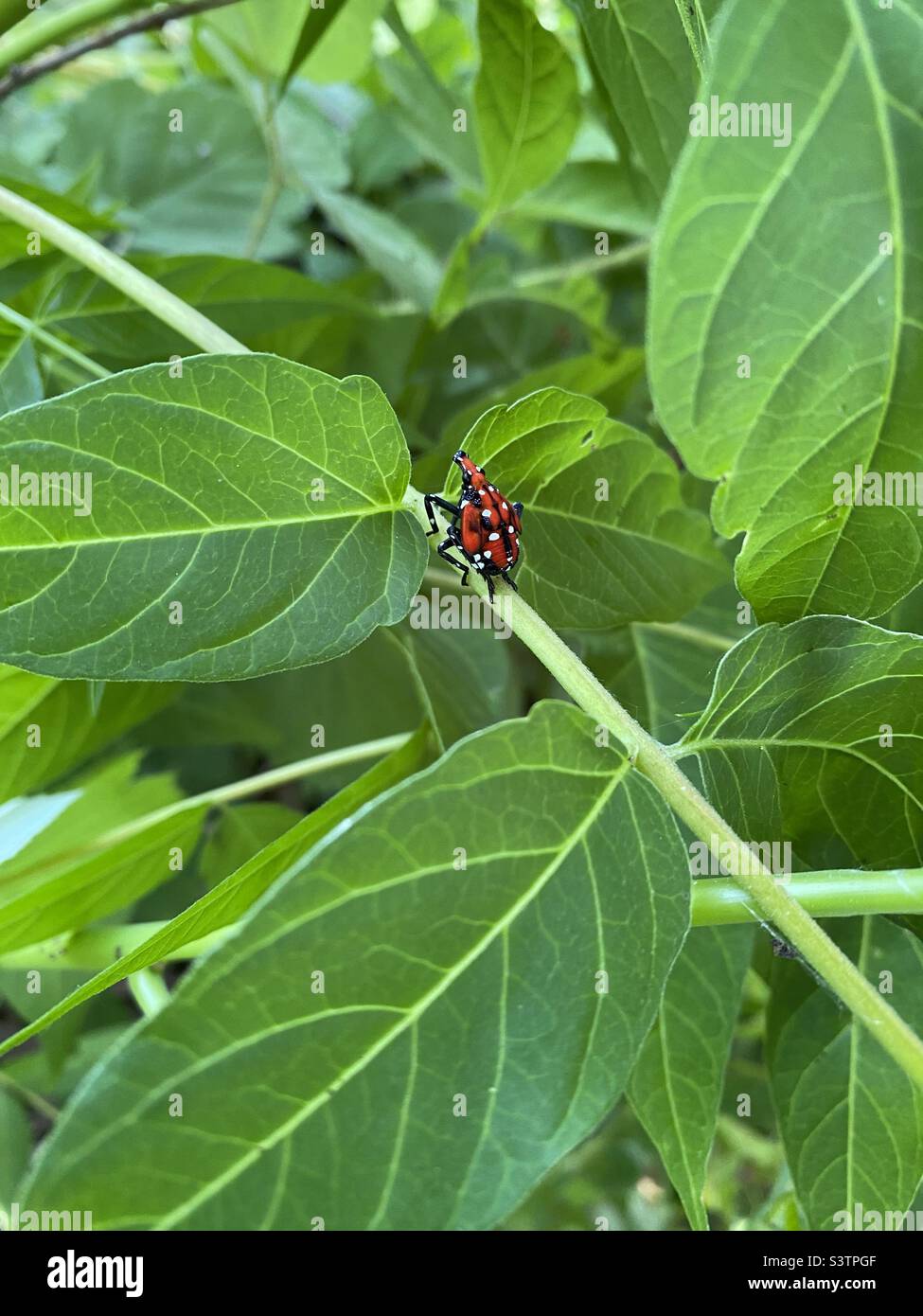 Una ninfa rossa e bianca macchiata di lanterna si siede sul gambo di una pianta nella valle di Shenandoah in Virginia. Foto Stock